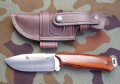 chacal_bush_cocobolo2.JPG