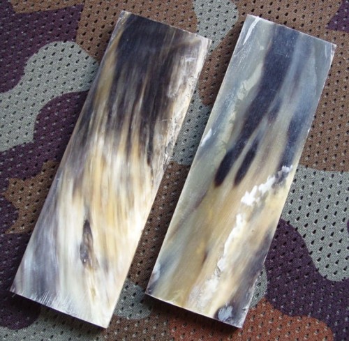 zebuhorn3_1.JPG