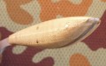 carver7.JPG