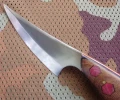 gepard2_3.webp