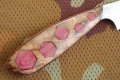 gepard2_5.webp