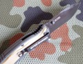 WAtigershark5.JPG